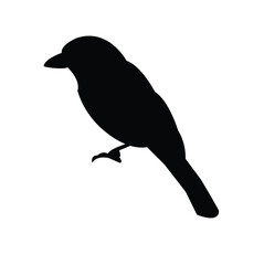 silhouette of a bird