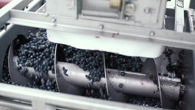 Grapes harvest. Mechanical destemmer crushers crushing the whole clusters of white organic fresh ripe grapes in a winery to make must. Slow motion.