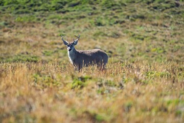 Adorable South Andean deer standing in the field looking at the camera