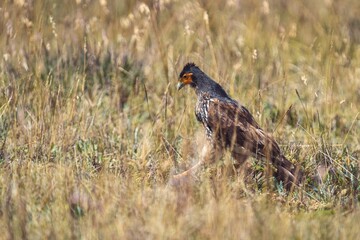 Carunculated caracara among grass