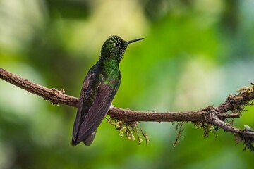 Closeup of a green-crowned brilliant hummingbird perched on a tree branch