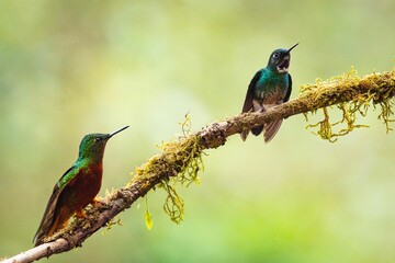 Colorful hummingbirds perched on a tree branch