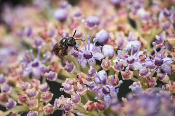 Closeup of a bee above purple flowers