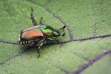 Macro shot of a Japanese beetle on a leaf