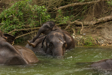 Fototapeta premium An wild mother elephant enjoying bath with her baby in river in Dooars area at Garumara National park, West Bengal, India.