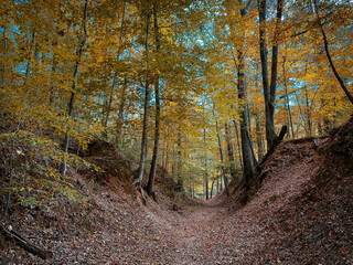 Fototapeta premium Sunken Trace on the Natchez Trace parkway. Trail was created and used by Native Americans for centuries, and was later used by early European and American explorers, traders, and emigrants.