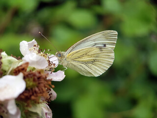cabbage white butterfly