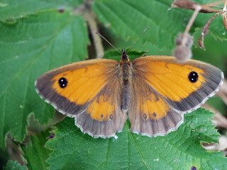 Naklejka premium meadow brown butterfly