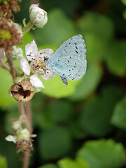 holly blue butterfly