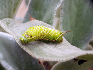 hawk moth caterpillar