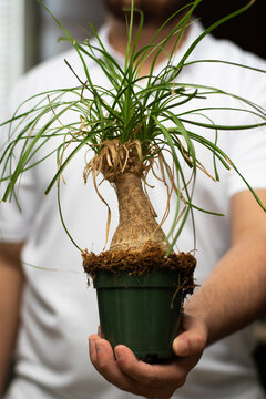 Vertical view of person holding a pot of a little ponytail palm called beaucarnea recurvata in house