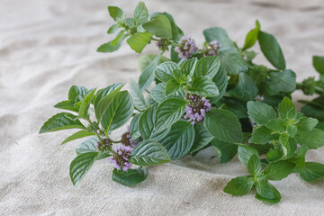 Fresh mint on a linen background