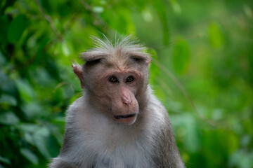 Fototapeta premium close up of a baboon