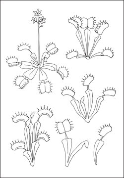 Carnivorous plants. Venus flytrap. Set of vector botanical decorative elements in black and white, contours and different forms of Venus flytrap, silhouettes of leaves.