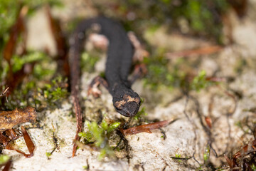 Salamandrina perspicillata, the northern spectacled salamander, is a species of salamander in the family Salamandridae found only in Italy.