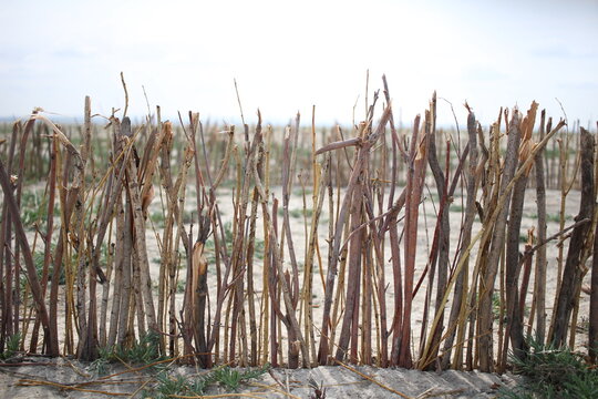 desrt plain branch