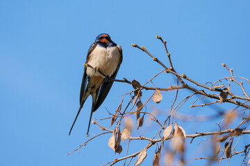 animal, arrival, arriving, background, barn, barn swallow, bird, birdwatching, blue, branch, environment, europe, european, hirundo rustica, nature, ornithology, perching, season, sky, spring, springt