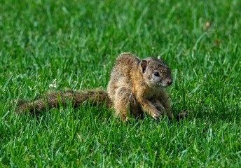 Naklejka na ściany i meble Caught in the open. Tree squirrel (Paraxerus cepapi) forages on a lawn at Kudusfontein farm, North West.