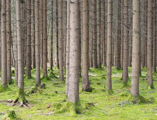Naklejka premium Waldbaden - Bewegung und Frischluft beleben die Sinne