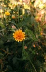 yellow flower in the garden