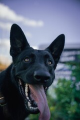 Vertical shot of a black dog with its tongue out on a blurred background