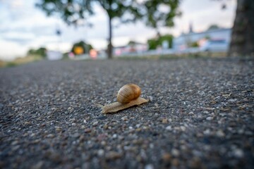 Close-up of a snail crawling on the ground