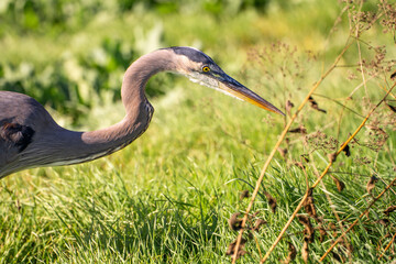 Great Blue Heron (Ardea herodias) hunting for gopher in a meadow. 