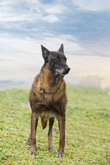 belgian shepherd in nature