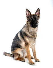 young german shepherd