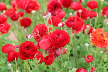 Obraz premium red ranunculus