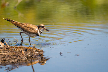 A killdeer (Charadrius vociferus) feeding in a marsh. 