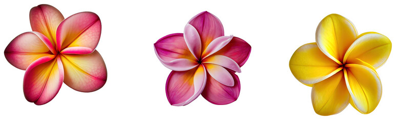 Top view illustration of tropical Plumeria flower blossom group of 3 in pink and yellow. Isolated on transparent background. Created using Generative AI