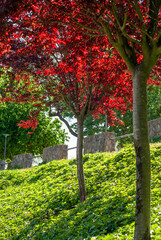 Jardín con árboles con hojas rojas por efecto de los rayos del sol.