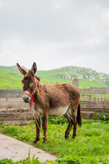 donkey in the meadow