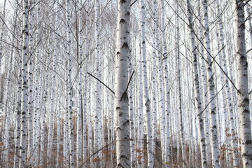 winter white burch wood