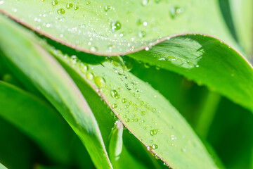 Botanical background with green leaves and shining little waterdrops after rain. Sparkling dew drops on lwide leaves