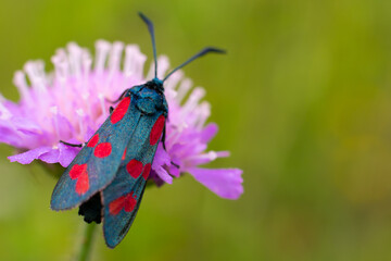 Black colored red dotted butterfly called zygaenidae sitting on lilac flower on green blurred summer background. Copy space