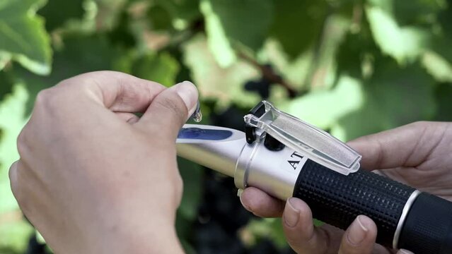 Agronomist measures the amount of sucrose in the grape juice using a refractometer.