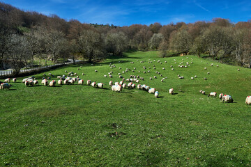 Obraz premium flock of menhaden sheep in a meadow in the port of velate in Navarra