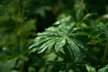 Fototapeta na wymiar Lupin leaves, close-up, water droplets in sunlight, green natural background with copy space. High quality photo