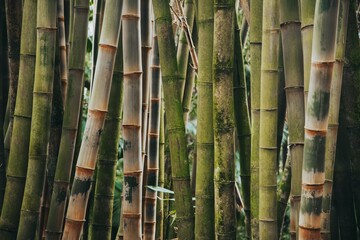 Jardim Botânico José do Canto in Ponta Delgada, São Miguel, the Azores