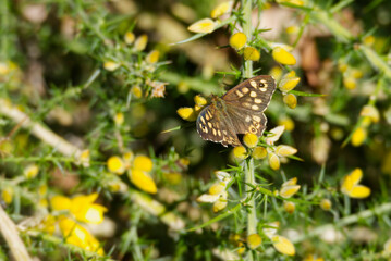 Speckled Wood Butterfly (Pararge aegeria) perched on a yellow plant in Zurich, Switzerland