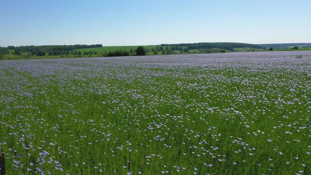 Flying over a field of flowering flax