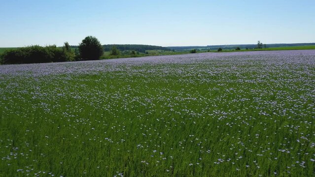 Flying over a field of flowering flax