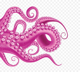 Obraz premium Kraken Transparent Illustration