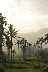 trees in the morning