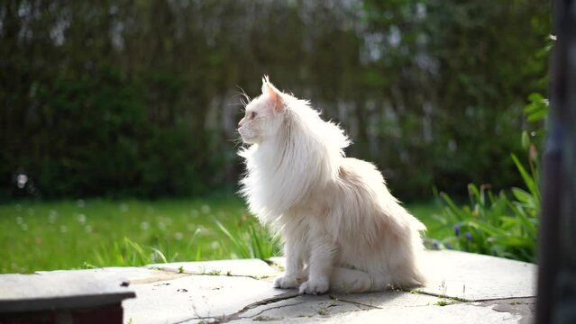 maine coon cat chilling outside in the green garden