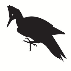 Woodpecker silhouettes and icons. Black flat color simple elegant Woodpecker animal vector and illustration.