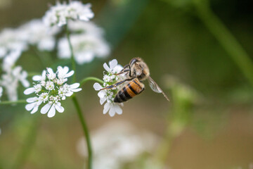 bee on a flower...abeja sobre flor 