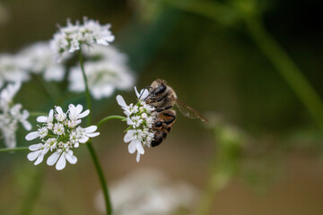 bee on a flower... abeja sobre flor blanca